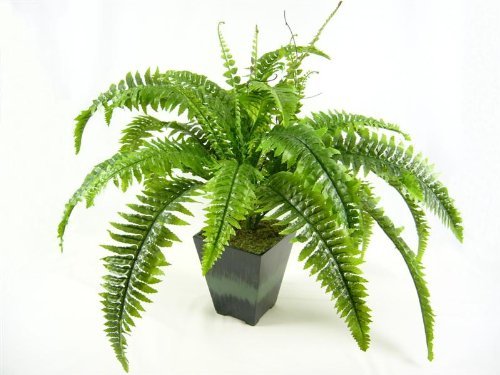 Boston Fern