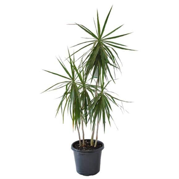 Dracaena