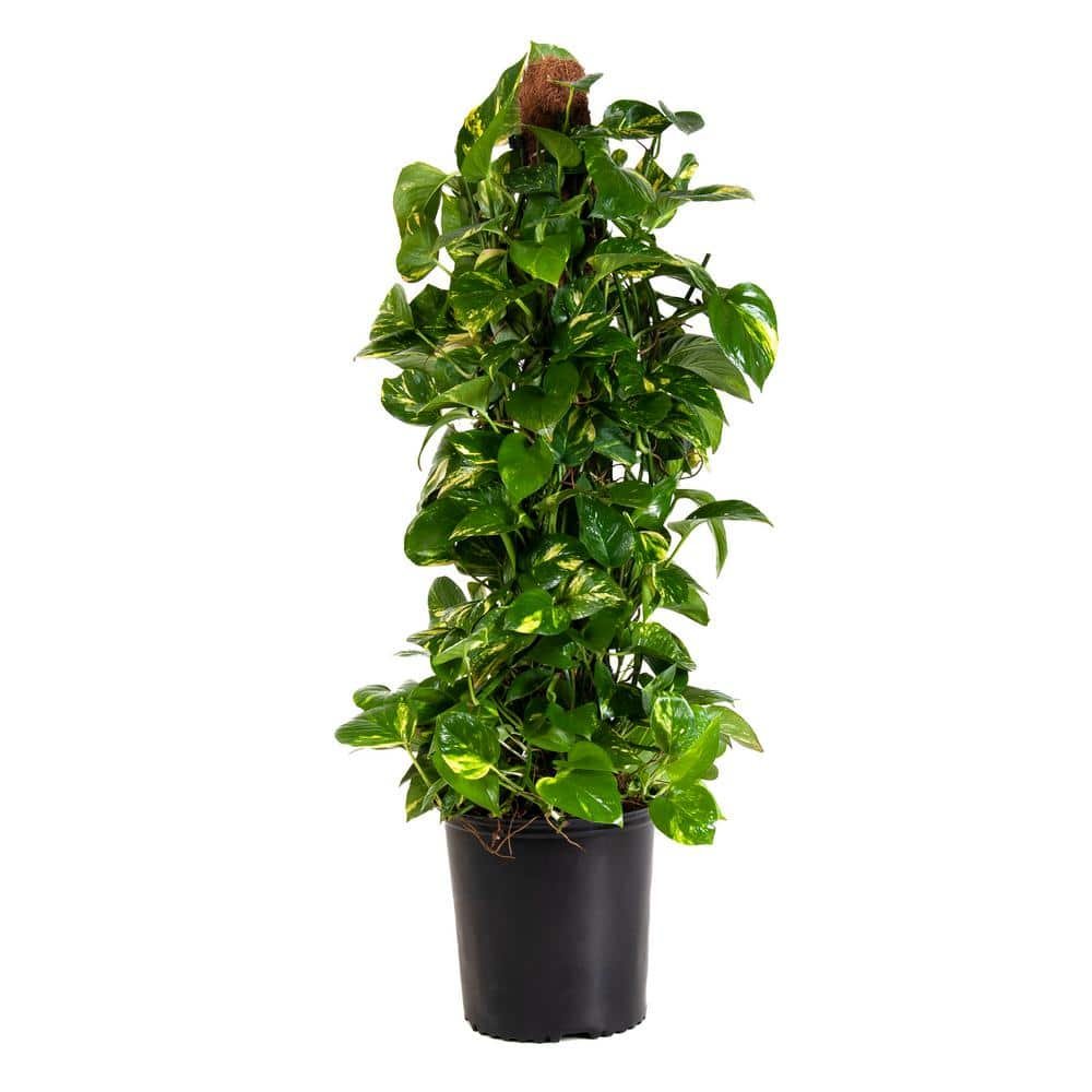 Golden Pothos