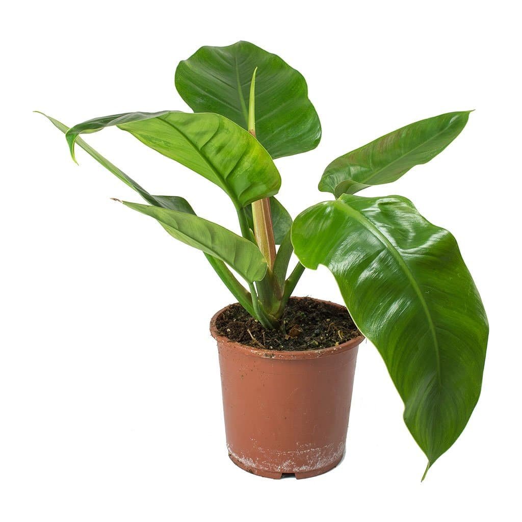 Philodendron