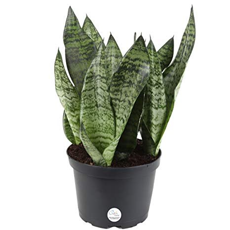 Snake plant