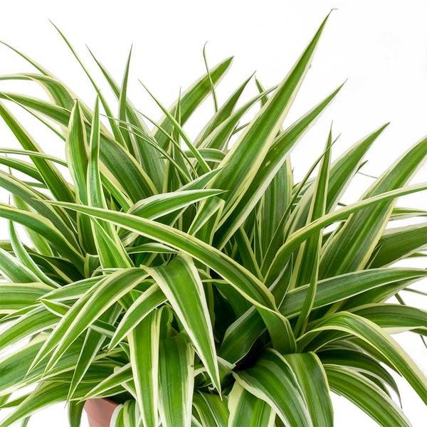Spider plant