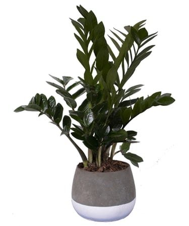 ZZ plant